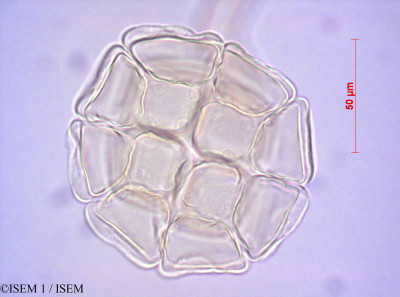 Pithecellobium dulce - lame n° 40552